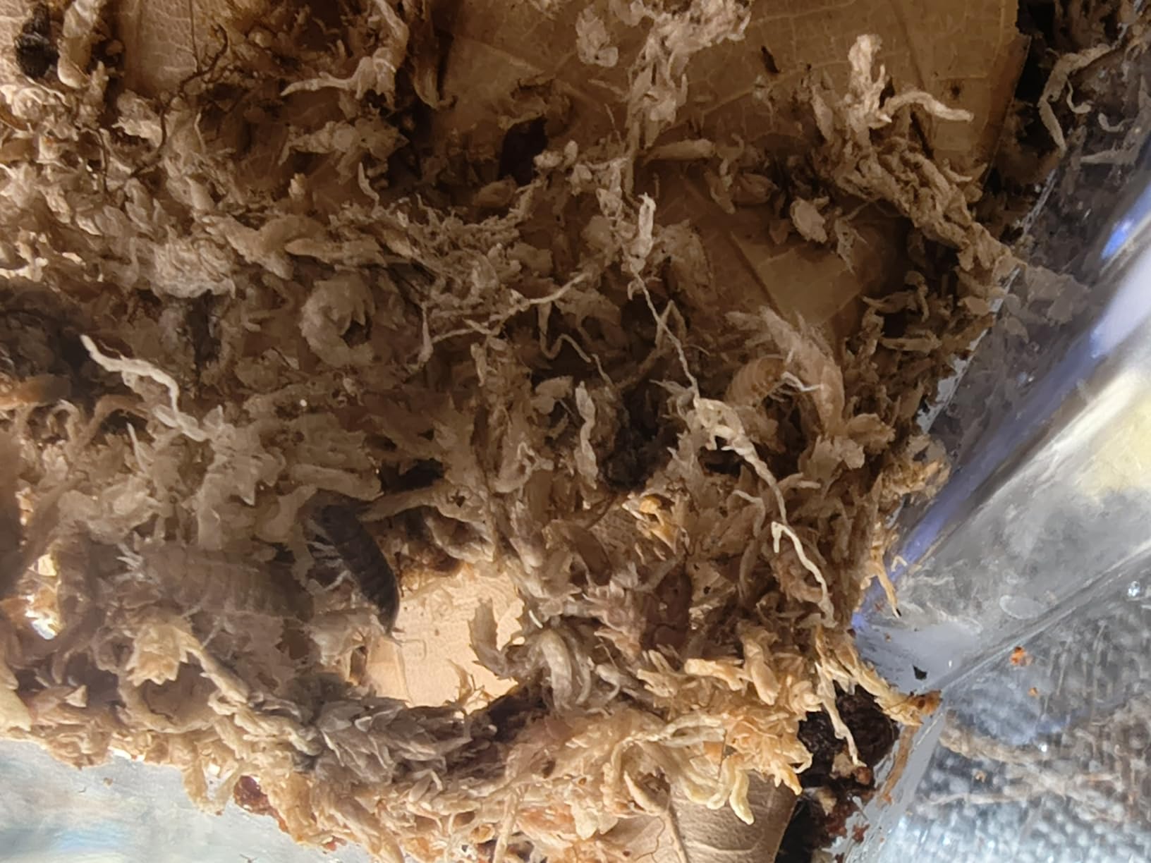 30ct Powder Party Mix Isopods | Bioactive Isopod Combo | Live Arrival Nationwide! customer photo 1
