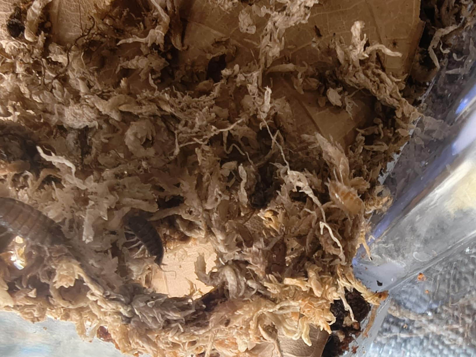 30ct Powder Party Mix Isopods | Bioactive Isopod Combo | Live Arrival Nationwide! customer photo 2