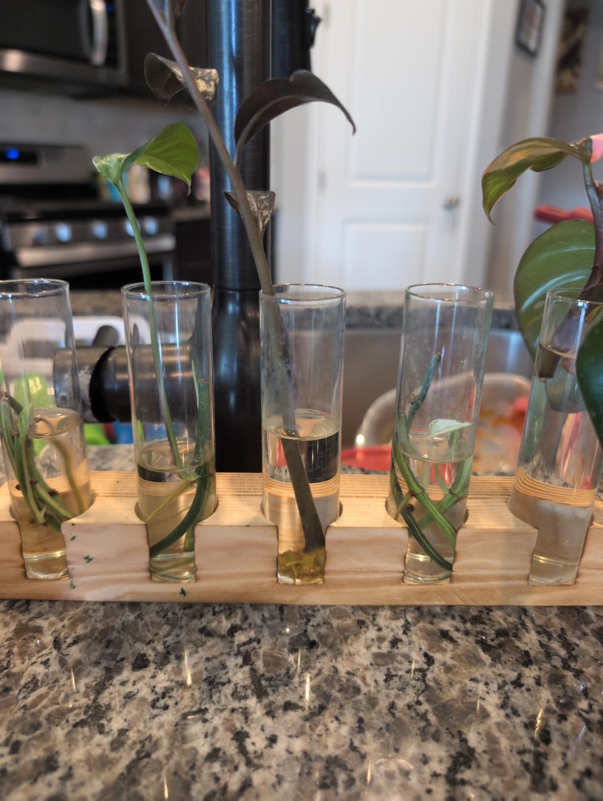 Plant Propagation Station, 10 Glass Test Tube with Wooden Stand, Plant Terrarium for Hydroponics Plants Office Decor customer photo 1