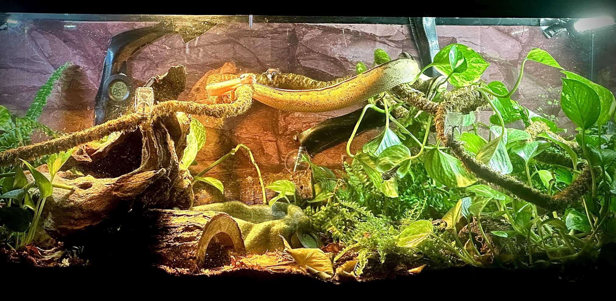 Bioactive Combo | 25 Powder Orange Isopods | 8oz Coco Temperate Springtails | Live Arrival Nationwide! customer photo 2