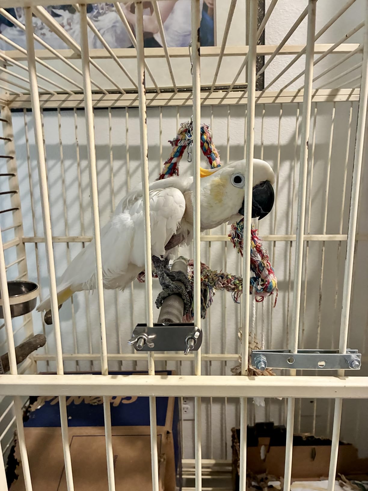 KATUMO Parrot Perch - Stainless Steel African Grey Perch Bird Cage Accessories for Small to Large Parrots (11.8 x 1.2 inch) customer photo 2