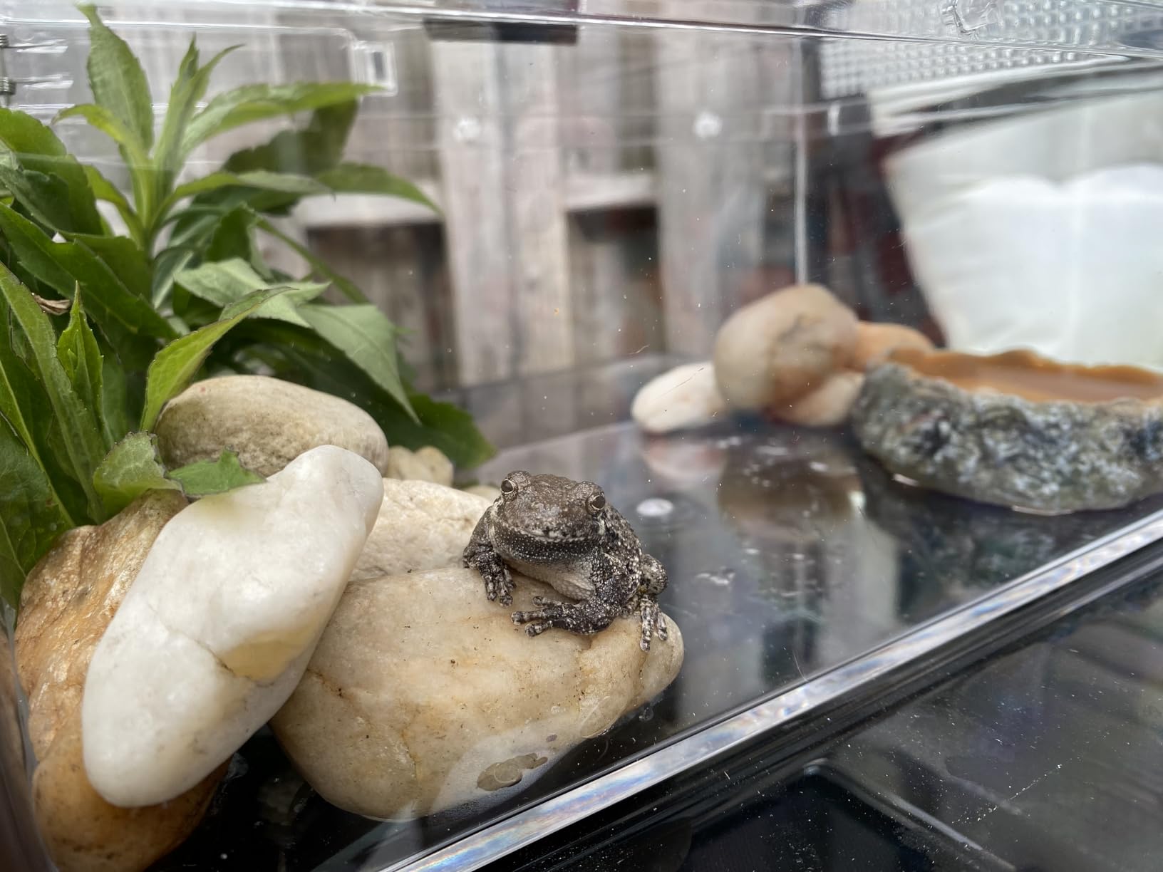Mini Reptile Terrarium Set,11.8