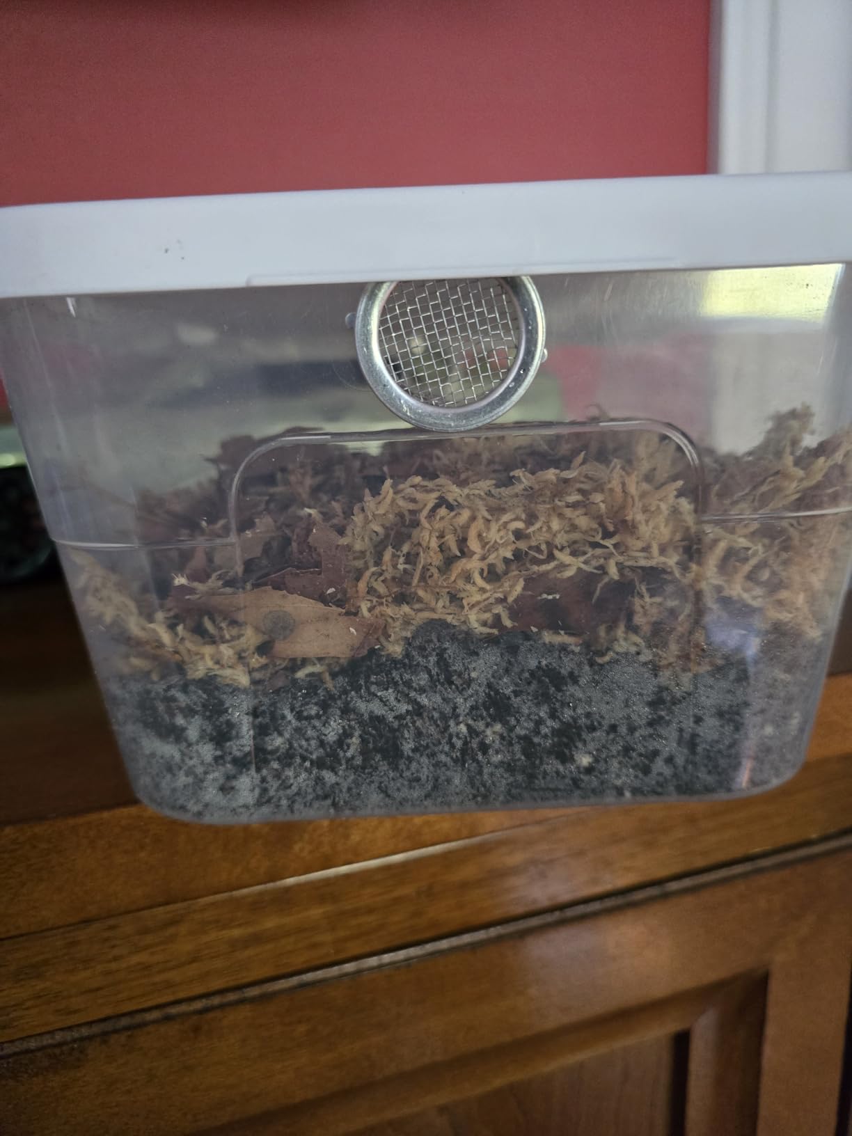 Deluxe Isopod Habitat Kit - Exo-Morphs - Insect Terrarium customer photo 1