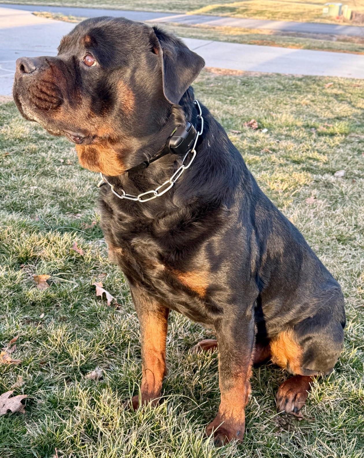 Dogtra 280X E-Collar with Remote [New Edition] 10 lbs+, 1/2 Mile Range, LED Light, 100 Levels of Precise Control for Stubborn Dogs, Waterproof, Boost for Quick Recall, Vibration, Safety Lock & Tone customer photo 1