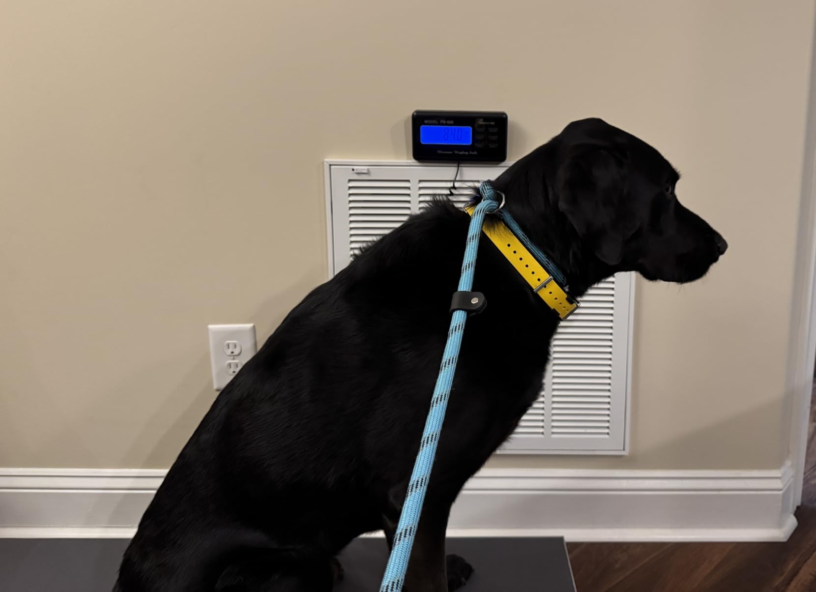 Bonvoisin Pet Scale for Large Dog 1100lb x 0.2lb, Postal Scale with Large Stainless Platform 40.5