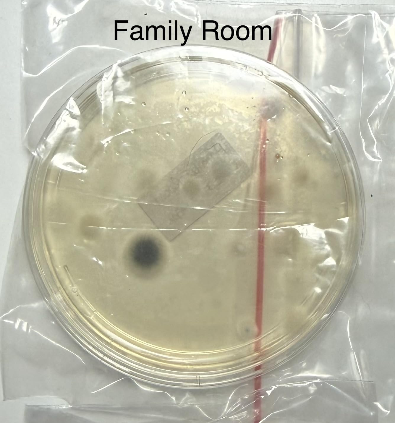 Mold Test Kit for Home Within 12 Individual Tests,DIY Detector at Home, Surface Mold,HVAC,Indoor Air Quality Testing Kits,Black Mold Testing,Includes Detailed Mold Identification Guide and Free Lab customer photo 1