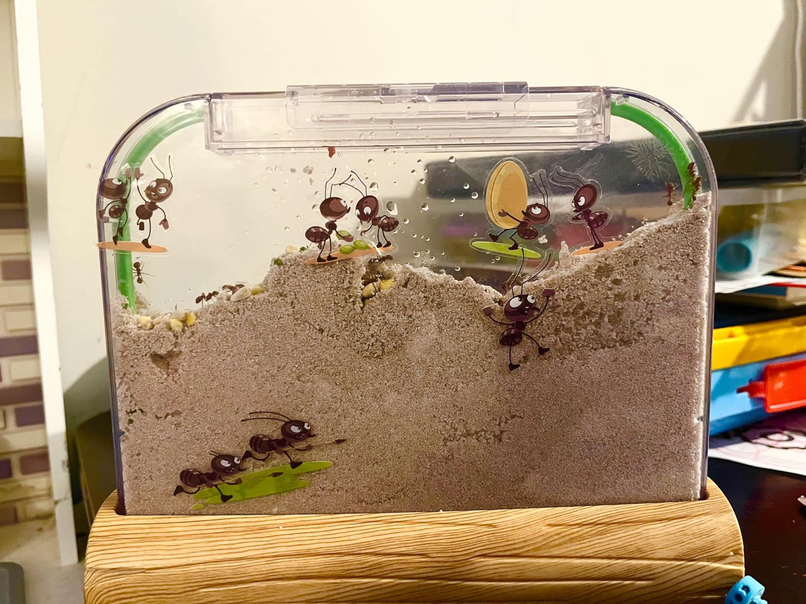 Ant Farm Kit for Kids - Farms Colony - Includes Ants Voucher - Sand Habitat | Bug Terrarium House - Educational Science Gifts for Kid - Nature Learning Toys for Boys, Girls & Adults customer photo 1