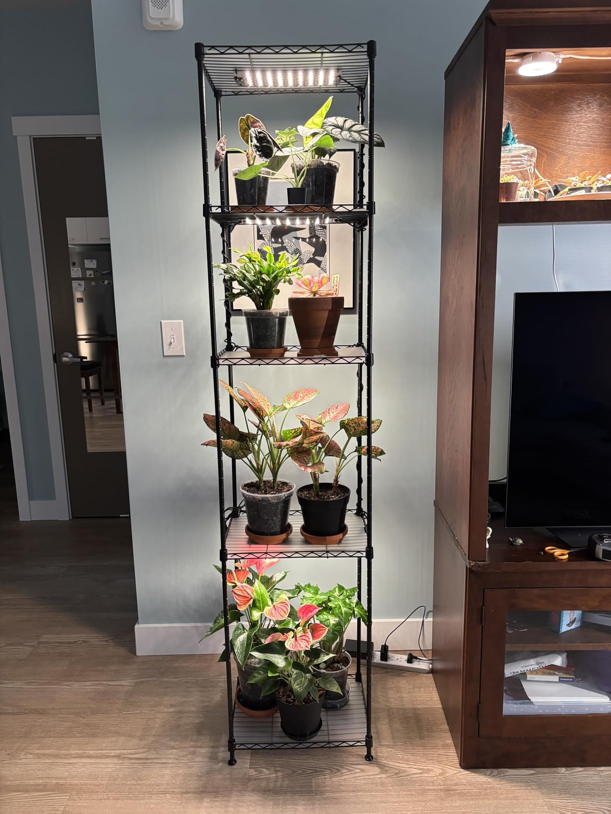 Barrina CX83 Plant Shelf with Grow Light, 5-Tier 40W, 15.7x11.8x59.1IN | Adjustable Plant Stand, Full Spectrum Ultra-Thin Grow Light Panels for Hydroponics, Seedlings, Succulents, Veg, 3/6/12h Timer customer photo 1