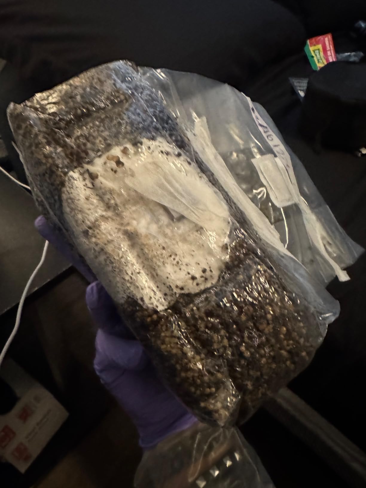 North Spore ShroomTek All-in-One Mushroom Grow Bag | with Spore Boostr Liquid Culture Accelerator for Dung-loving Mushrooms, Mycologists-made, Beginner-friendly, Just Add Spores customer photo 2