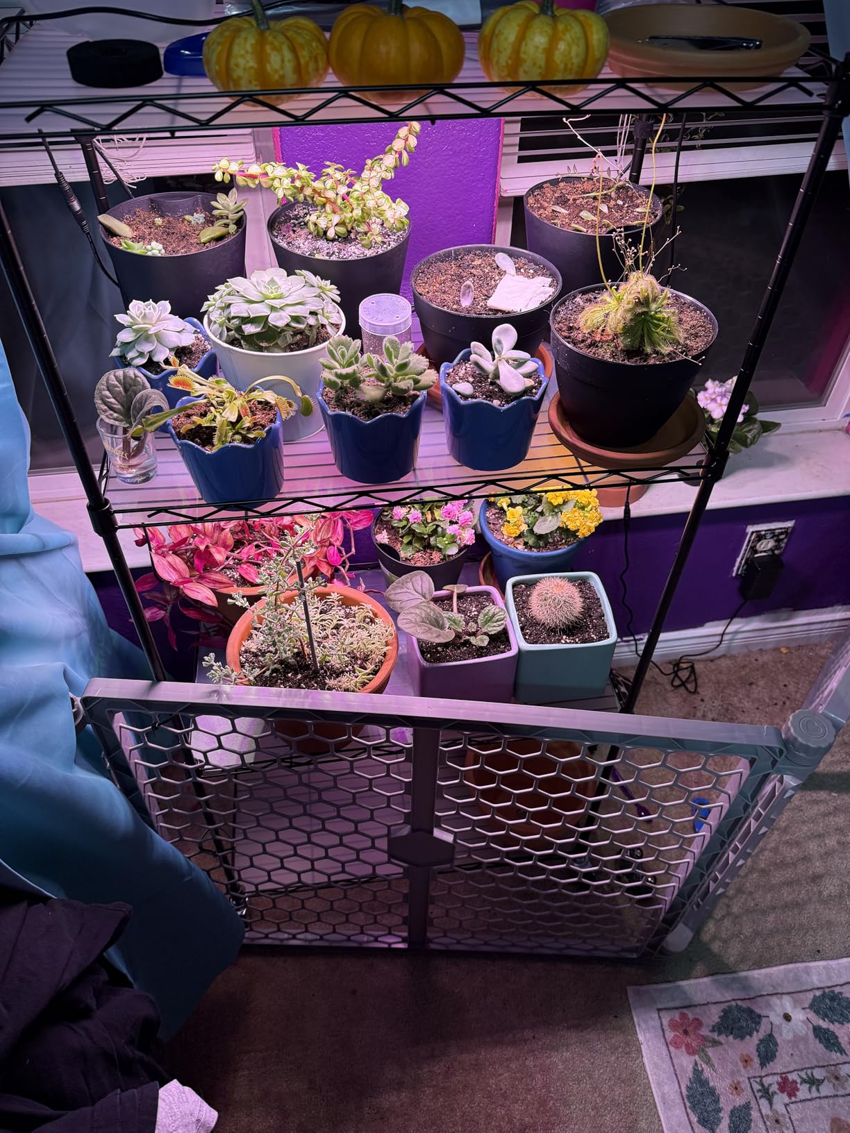 VEVOR Plant Stand with Grow Light, 4-Tier Plant Shelf with 45W Full Spectrum LED, Timer and Wheel for Seed Starting customer photo 1