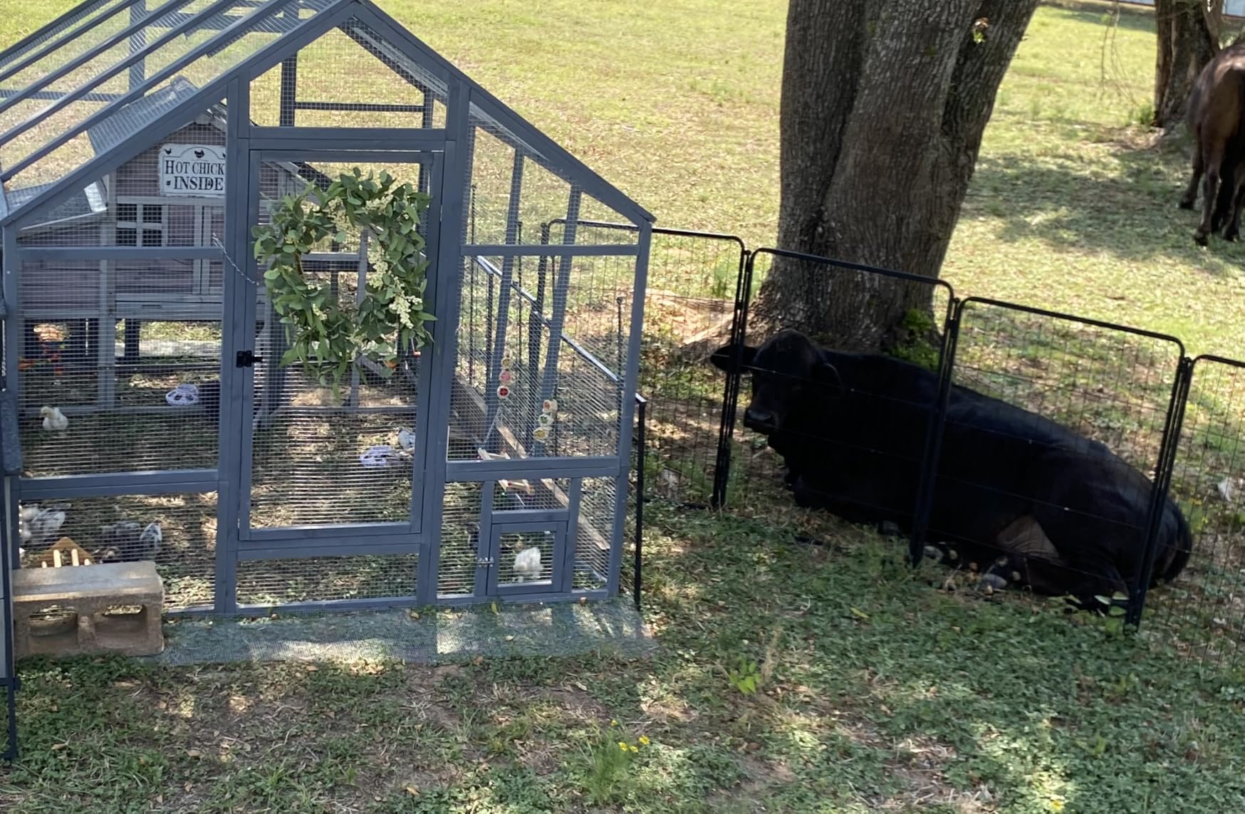 Chicken Coop for 10-12 Chickens, Large Wooden Chickens Run, Outdoor Walk in Poultry Cage Duck Runs for Yard with Cover & Chicken Vegetable Feeder, Chicken House for Outside Farm Backyard customer photo 1