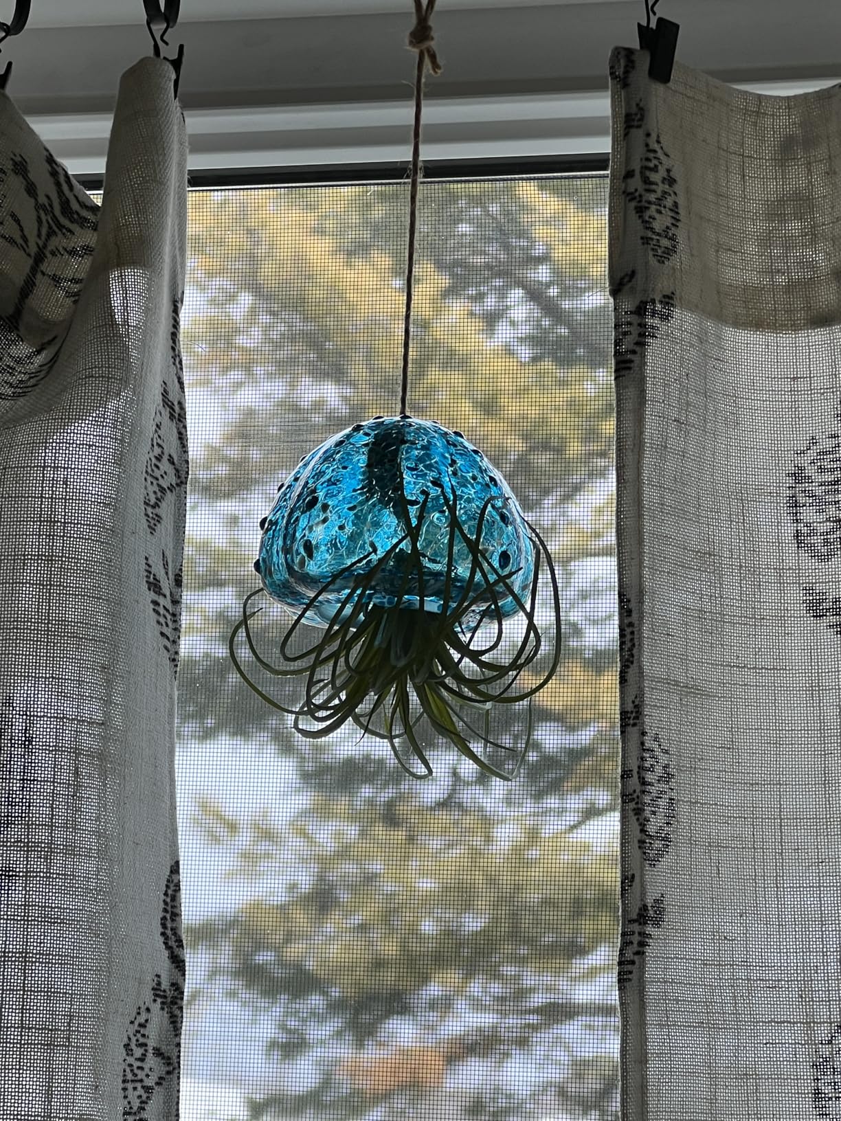 Glasseam Hanging Air Plant Holder: 3Pcs Glass Jellyfish Air Plant Hanger with Jute Ropes for Tillandsia Succulent Houseplants - Cute Airplant Display Container for Indoor Home Decor customer photo 1