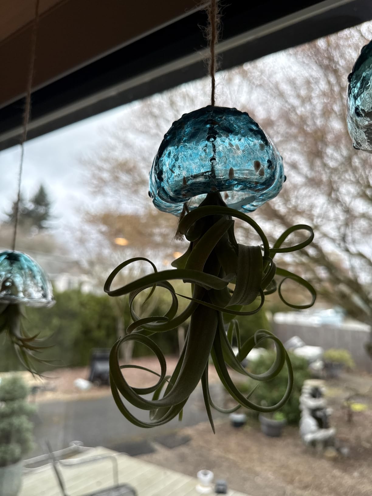 Glasseam Hanging Air Plant Holder: 3Pcs Glass Jellyfish Air Plant Hanger with Jute Ropes for Tillandsia Succulent Houseplants - Cute Airplant Display Container for Indoor Home Decor customer photo 2