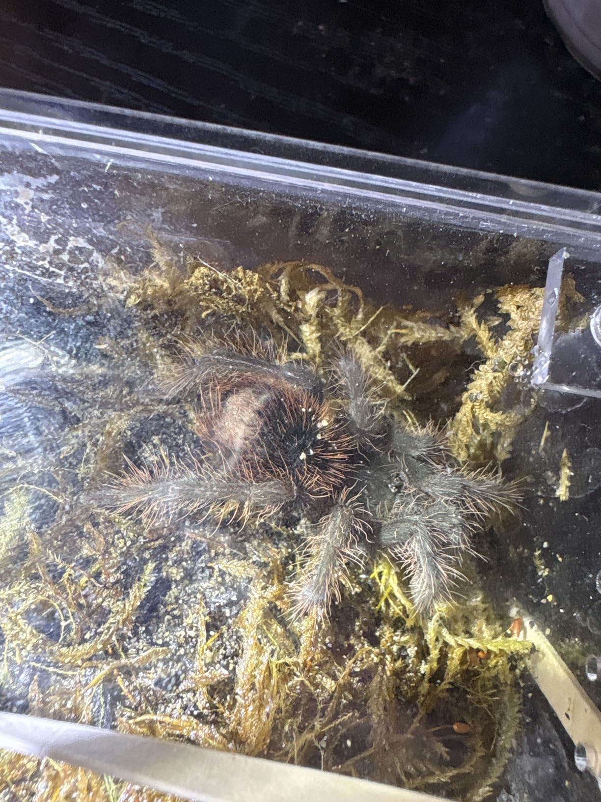 Small Reptile Tank PC Starter Kit,Escape Proof Tarantula Enclosure | Magnetic Lid Hermit Crab Habitat,Ventilation Pet Baby Spider Terrarium Stackable Isopods Cage,Easy Clean Pet Snail Container customer photo 2