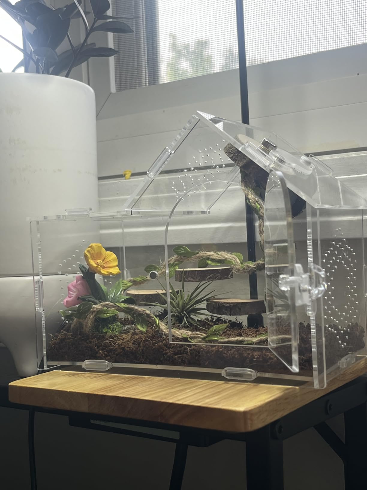 Acrylic Jumping Spider Enclosure with Magnetic Lock - Clear Ventilated Terrarium Box for Tarantulas, Geckos, Mantises, Hermit Crabs, Snails, and Other Small Pets (7.9 x 4 x 6 Inch) customer photo 1
