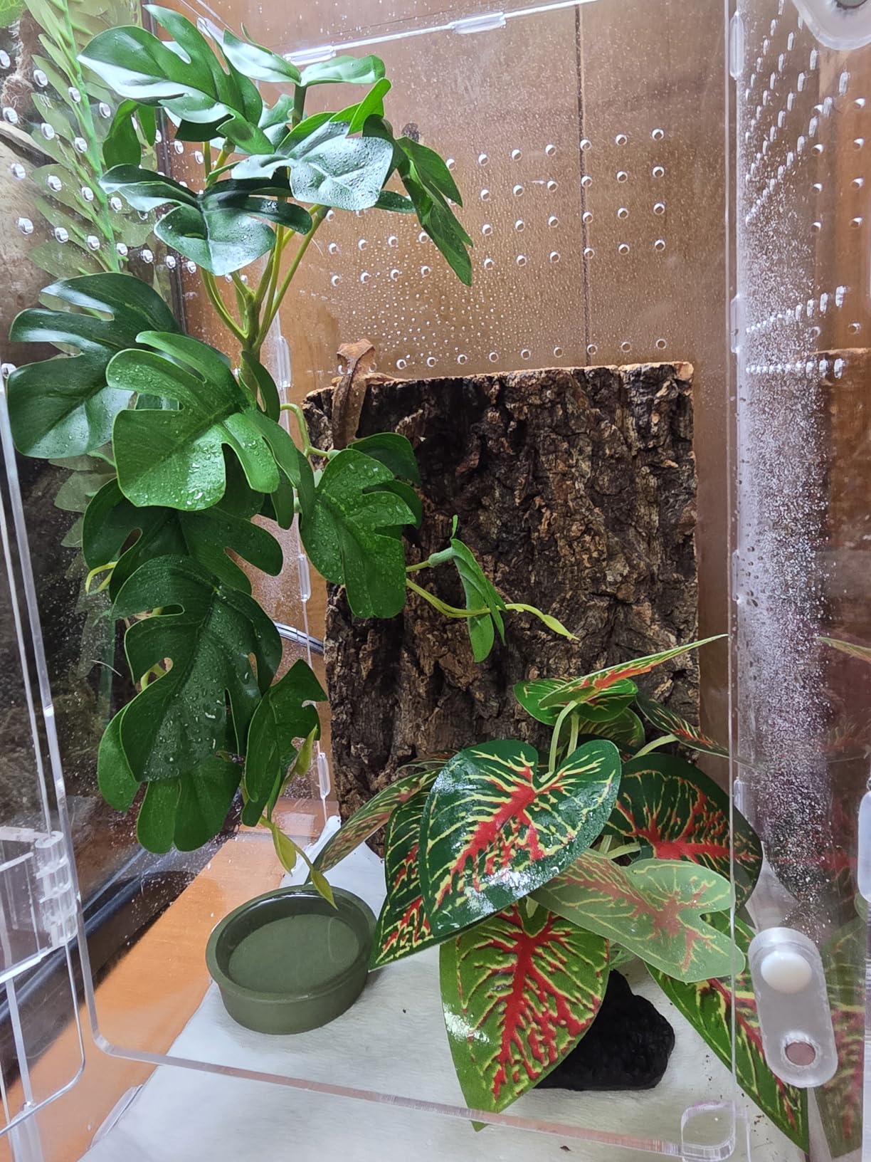 Acrylic Jumping Spider Enclosure with Magnetic Lock - Clear Ventilated Terrarium Box for Tarantulas, Geckos, Mantises, Hermit Crabs, Snails, and Other Small Pets (7.9 x 4 x 6 Inch) customer photo 2
