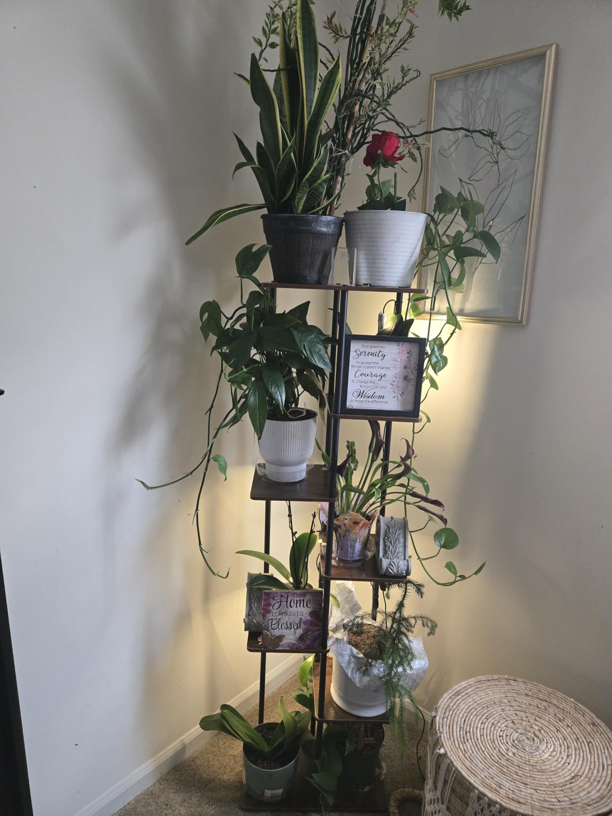 Bamworld Plant Shelf with Grow Light for Indoor Plants Corner 6 Tier | Metal Plant Stand Wood Flower Stand for Home Living Room Decor Patio Decor customer photo 1