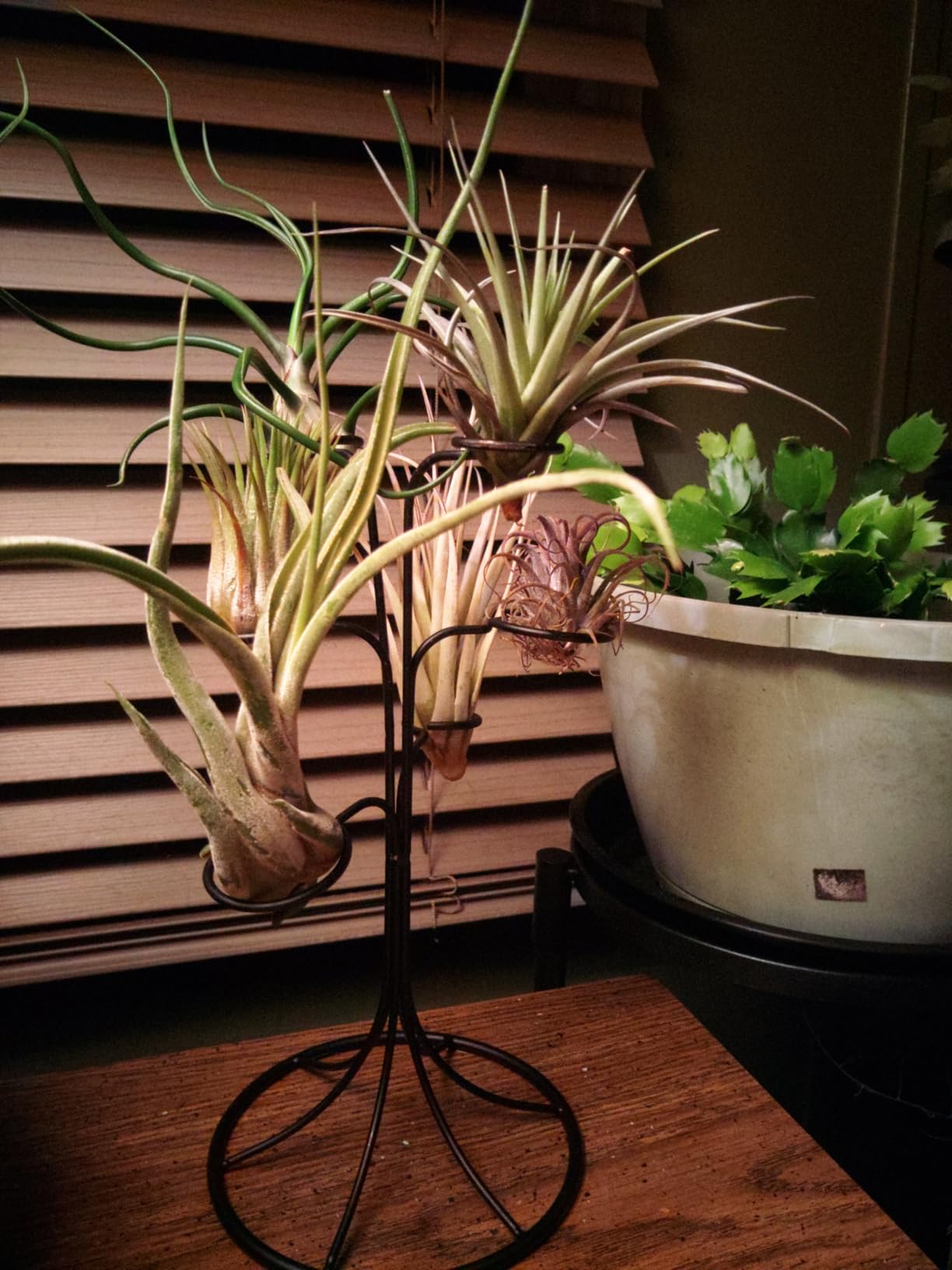 Air Plant Holder Iron Tree Stand Metal Air Plant Display with 6 Rings, Round Base Tillandsia Holder for Home Office Tabletop Decoration (Plants Not Included) customer photo 1