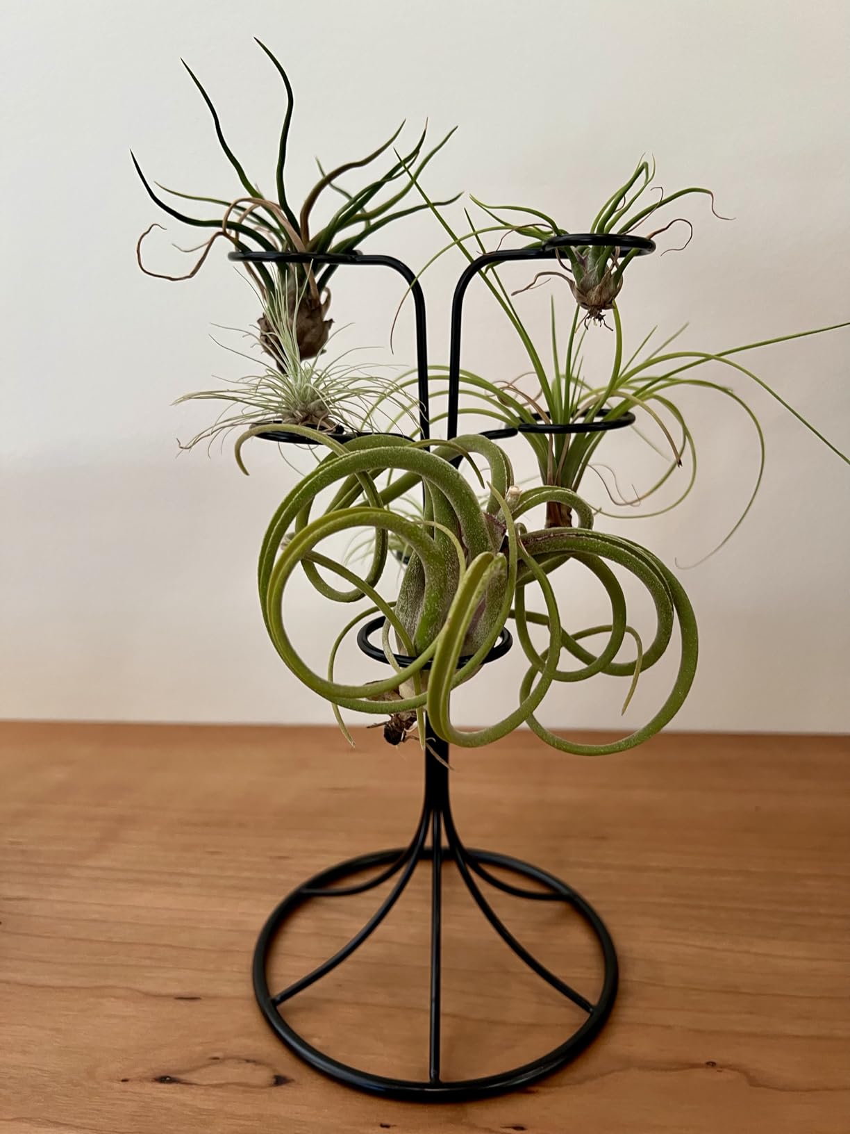 Air Plant Holder Iron Tree Stand Metal Air Plant Display with 6 Rings, Round Base Tillandsia Holder for Home Office Tabletop Decoration (Plants Not Included) customer photo 2