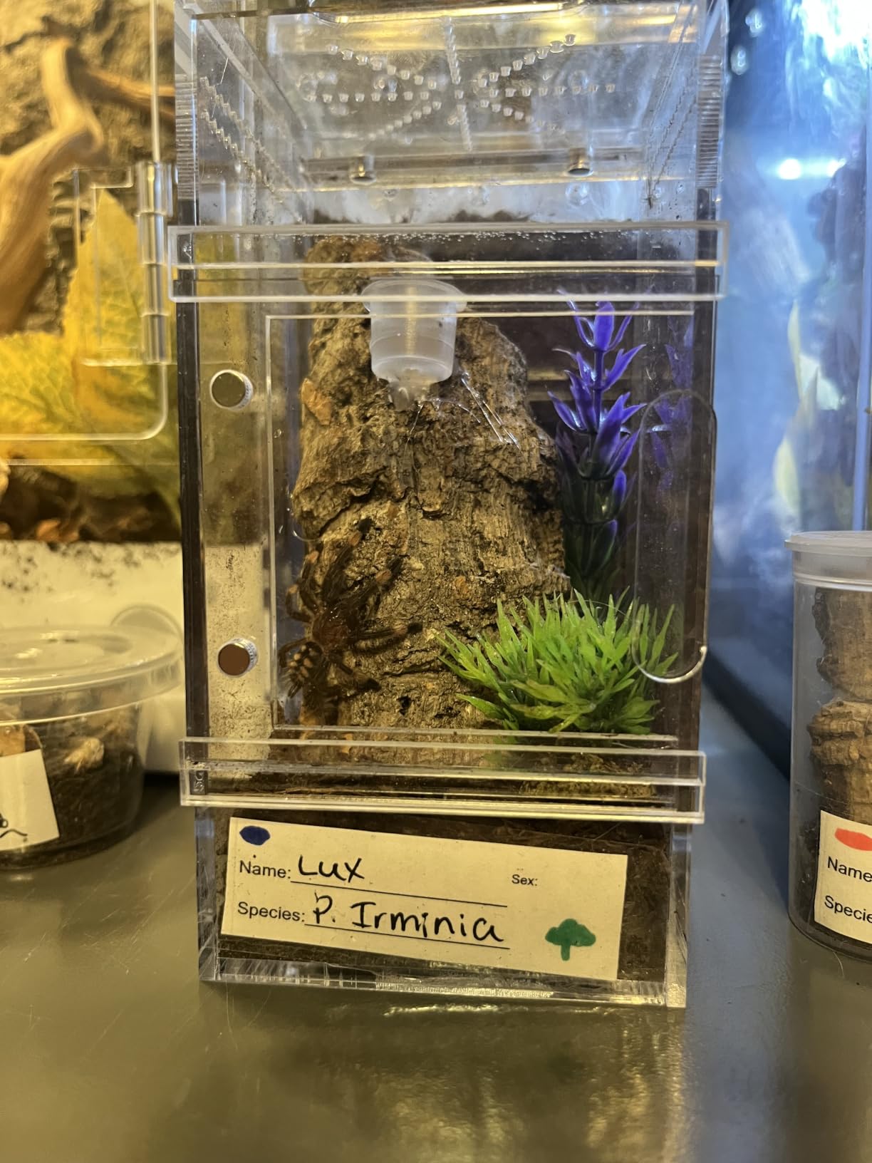 Jumping Spider Enclosure Small Acrylic Spider Cage Insect Terrarium Bug Enclosure Tarantula Enclosure Reptile Terrarium for Snail, Mantis, Lizard, and Small Reptiles - Big House Shape customer photo 2