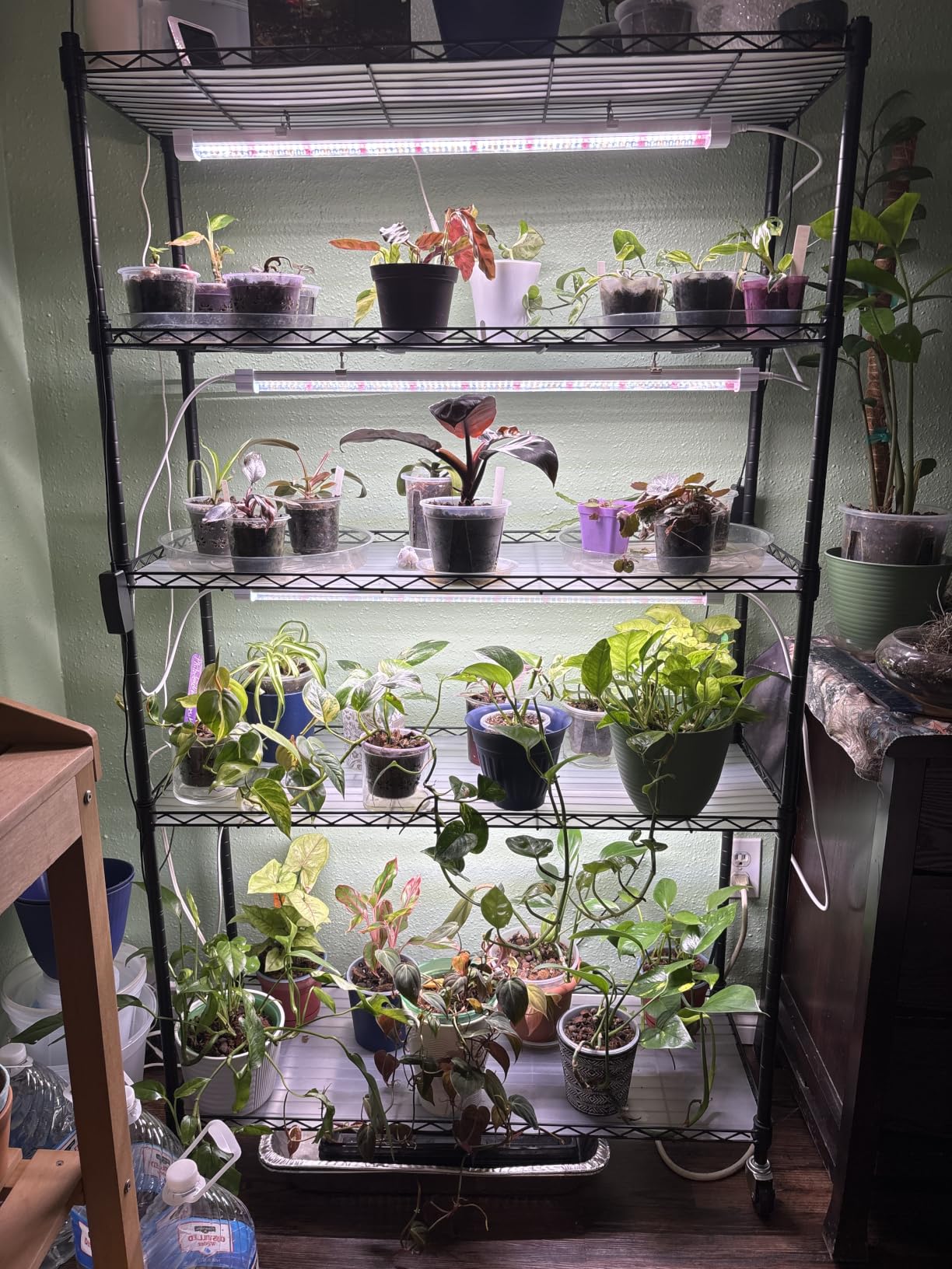 FREELICHT DIY Plant Shelf with Grow Light, 5-Tier, 2FT 5000K 120W(4x30W), Full Spectrum, Metal Plant Stand with Adjustable Rack and Wheel, LED Grow Lights with Timer for Seed Starting 35.4x13.8x61.5IN customer photo 1