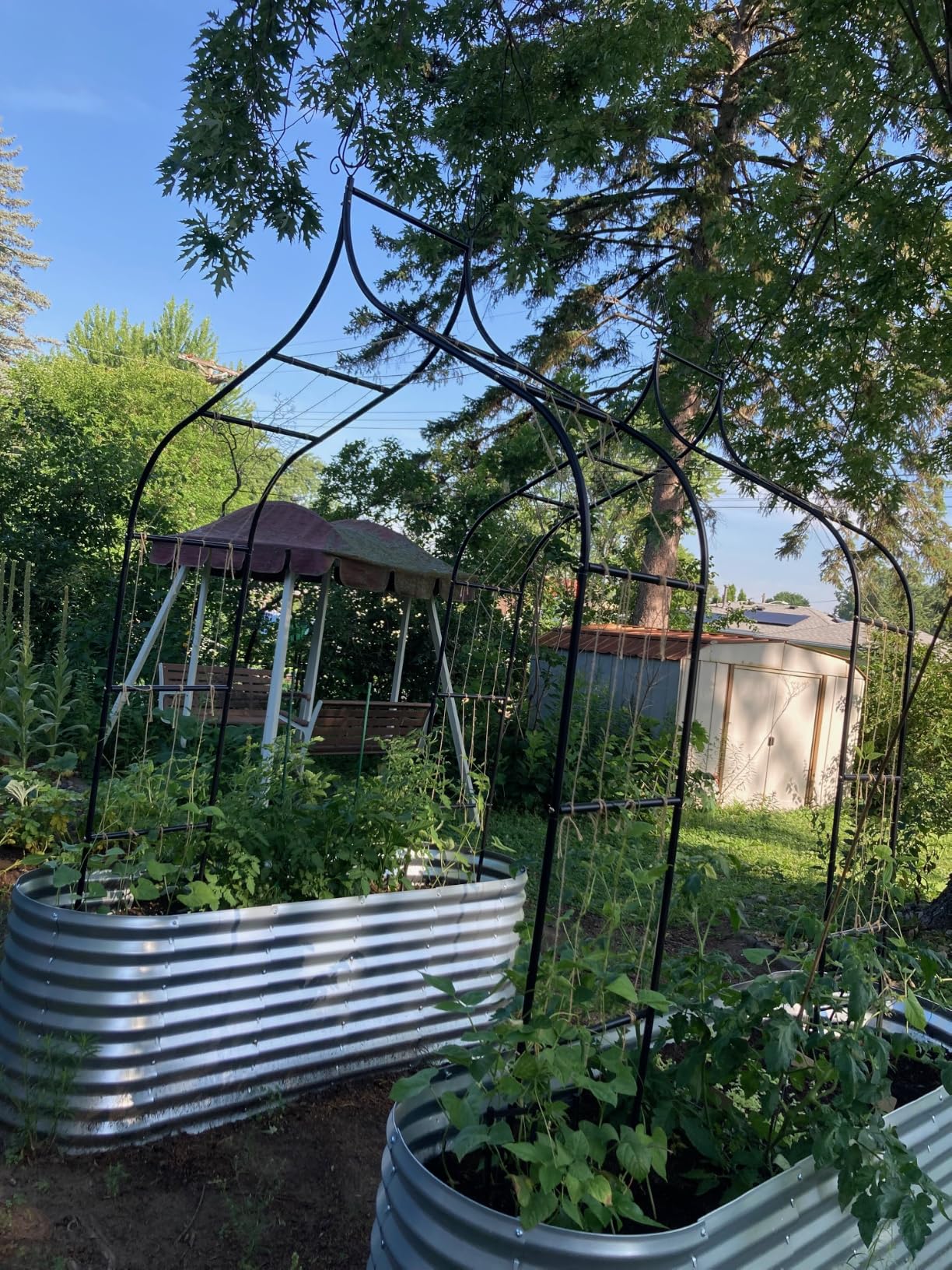Thick Gothic Pointed Metal Garden Arch Rust-Proof for Climbing Vines Roses | Heavy Duty 8.5 ft H x 4.8 ft W, 16mm Steel Tube Arbor for Plants, Clematis, Jasmine, Party Decor for Wedding, Halloween, Xmas customer photo 2