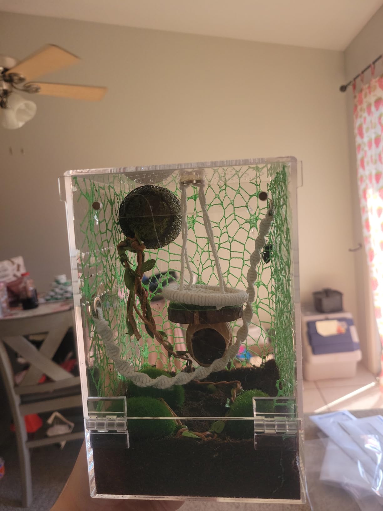 AZV Jumping Spider Enclosure Hammock Kit,Ventilation Praying Mantis Habitat | Magnetic Door Arboreal Tarantula Cribs,Escape Proof Spider House,Transparent Acrylic Snail Cage,Reptile Tank Bug Terrarium customer photo 1