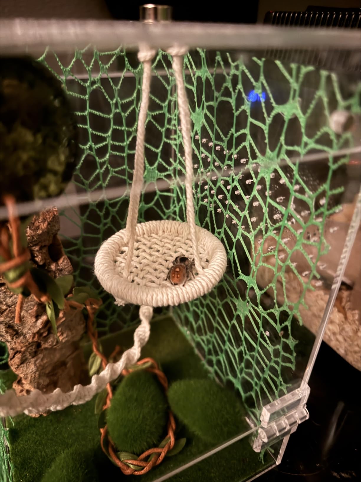 AZV Jumping Spider Enclosure Hammock Kit,Ventilation Praying Mantis Habitat | Magnetic Door Arboreal Tarantula Cribs,Escape Proof Spider House,Transparent Acrylic Snail Cage,Reptile Tank Bug Terrarium customer photo 2