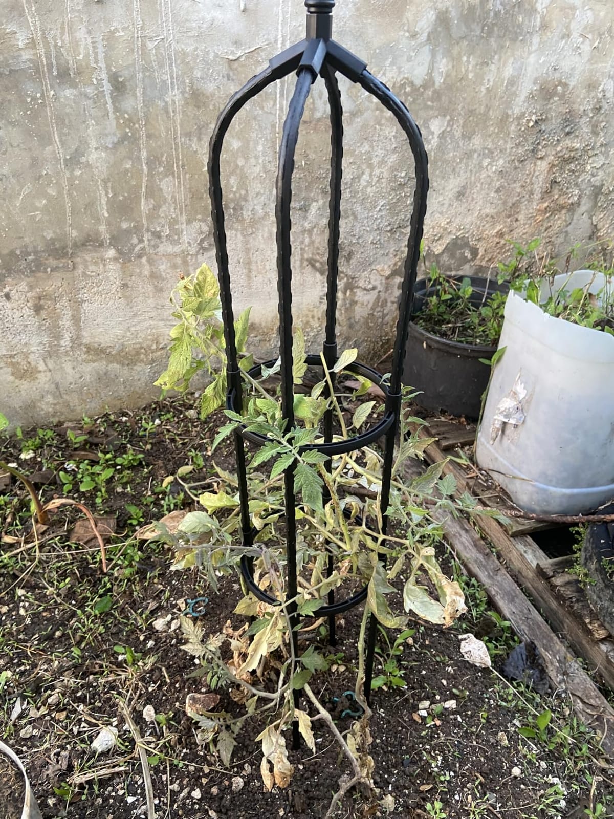 6.3FT, 100% Metal Thickened Garden Obelisk Trellis for Climbing Plants | 16mm Thick Steel Tubes, Sturdy Garden Trellis for Climbing Vines, Plant Support Stands for Potted Plants, Clematis, 1 Pack customer photo 1