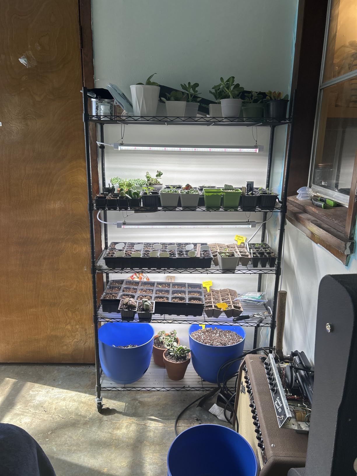 FREELICHT Plant Stand with Grow Light 5-Tier, 4x10W 5000K, 15.7x11.8x61.5IN | Metal Plant Shelf with Adjustable Rack and Wheel, 40W 1FT Full Spectrum LED Grow Lights with Timer for Vegs, Seed Starting customer photo 1