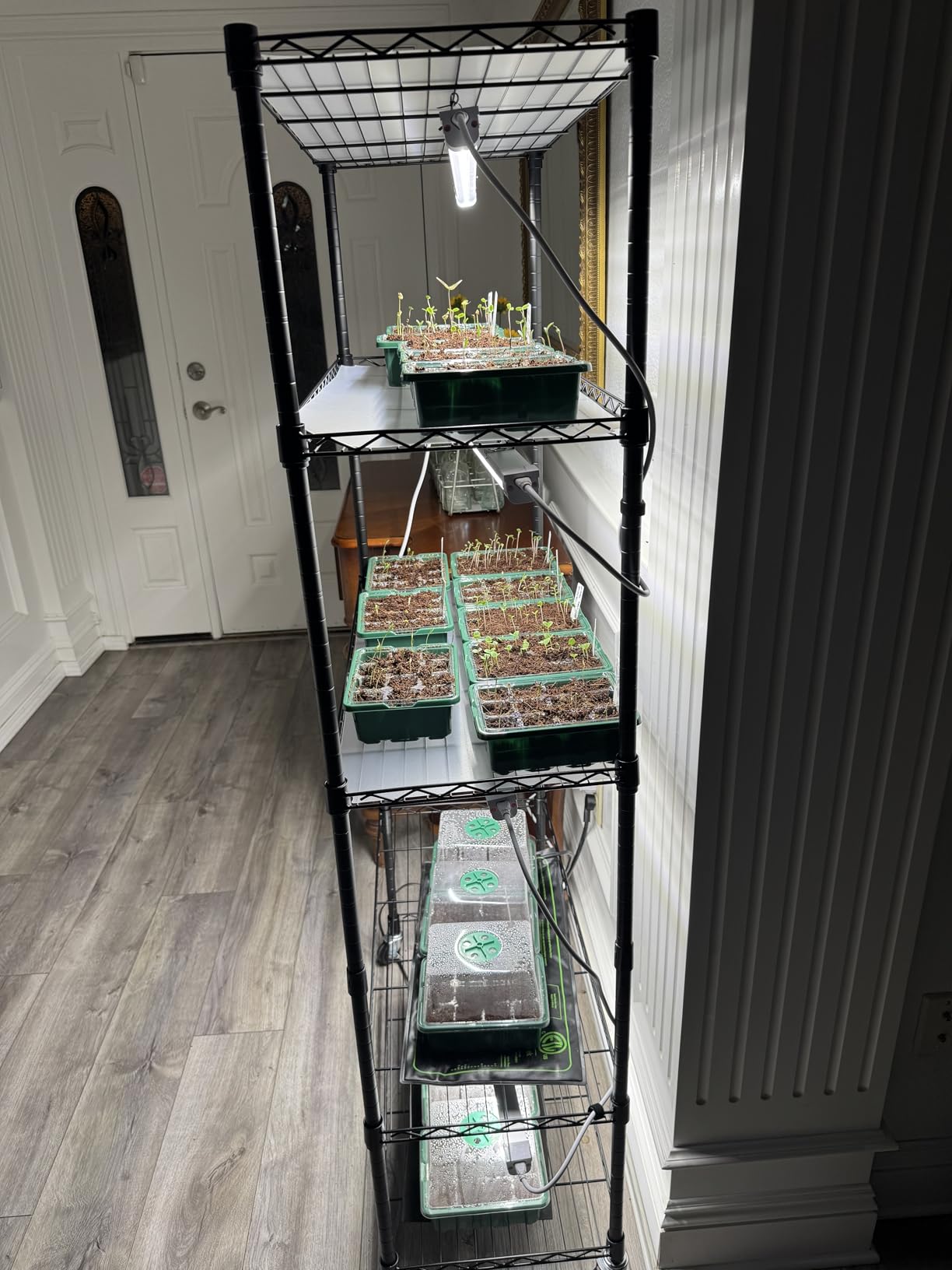 FREELICHT Plant Stand with Grow Light 5-Tier, 4x10W 5000K, 15.7x11.8x61.5IN | Metal Plant Shelf with Adjustable Rack and Wheel, 40W 1FT Full Spectrum LED Grow Lights with Timer for Vegs, Seed Starting customer photo 2