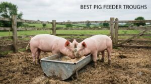best pig feeder troughs