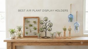 best air plant display holders