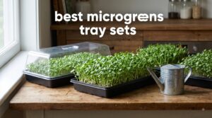 best microgreens tray sets