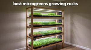 best microgreens growing racks