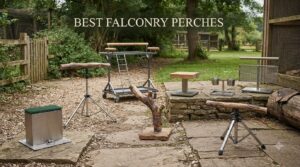 best falconry perches