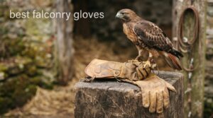 best falconry gloves