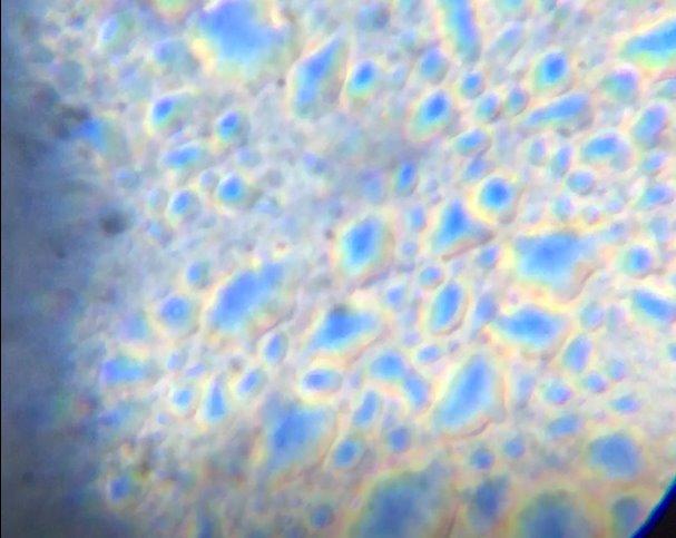 Celestron LCD Digital Microscope II – 3.5