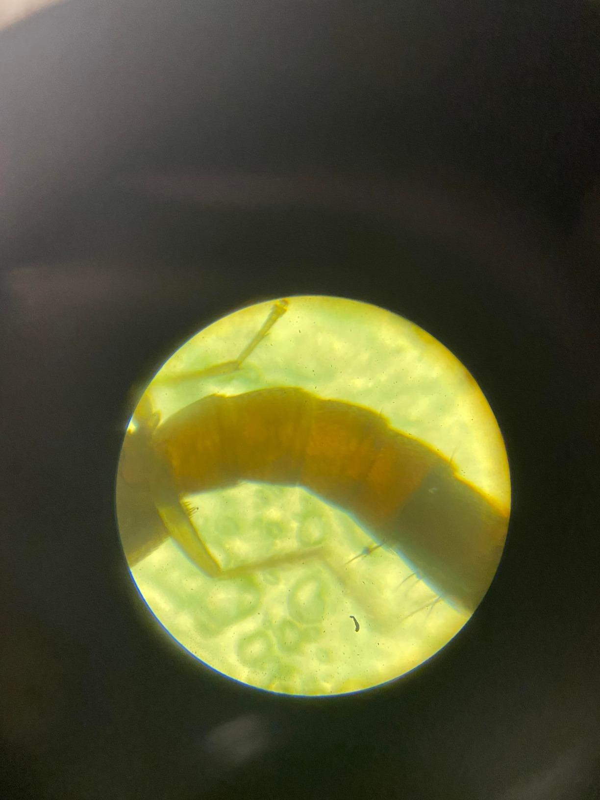 AmScope M102C-PB10 1000X Biological Compound Microscope with Prepared customer photo 1