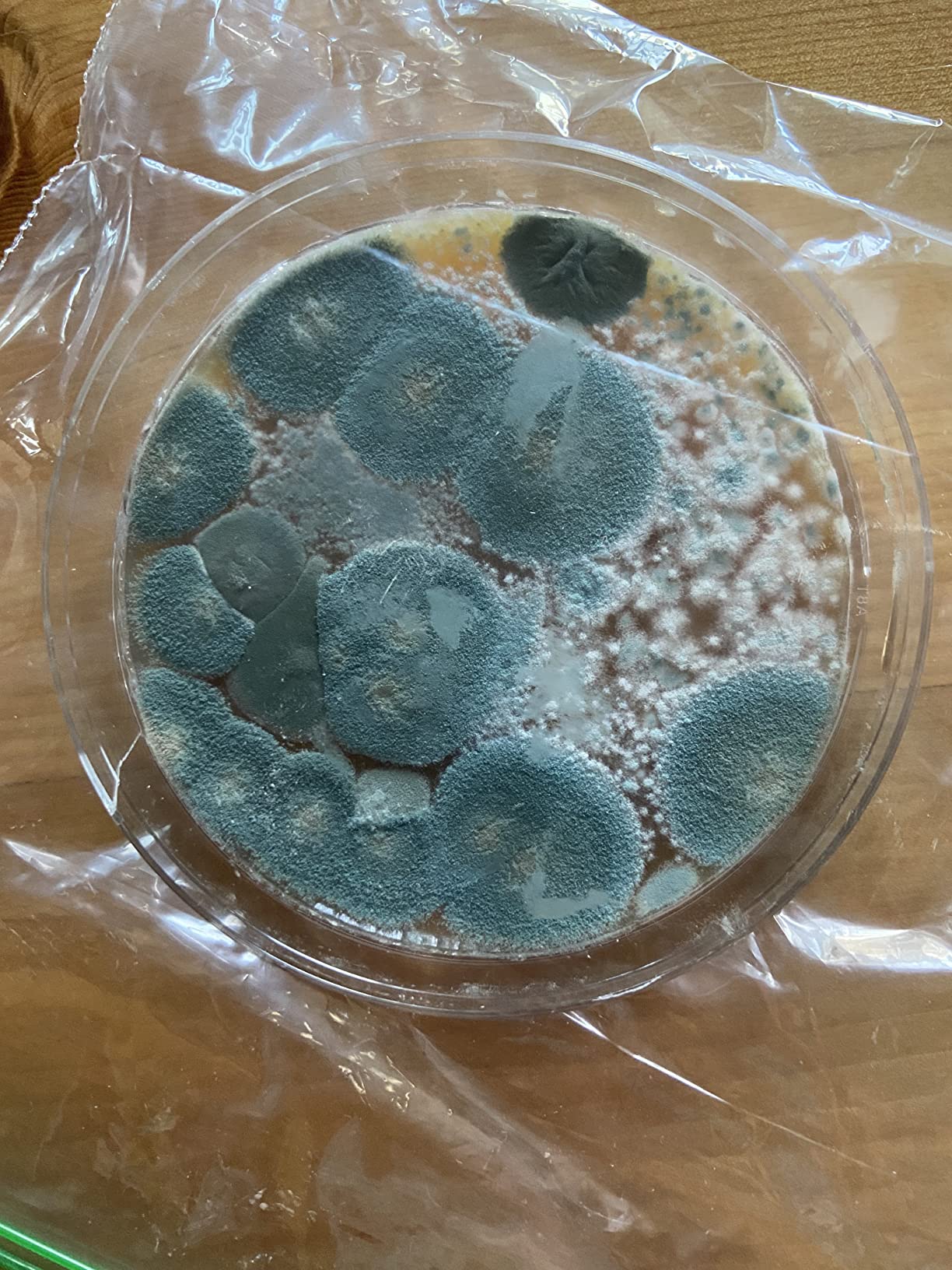 Mold Test Kit for Home by Evviva Sciences - Black Mold Test Kit w/Optional Lab Analysis (Extra Fee) - Mold Air Test Kit - 10 Easy Detection Tests for Indoor Air, HVAC & Surfaces - DIY Mold Detector customer photo 1