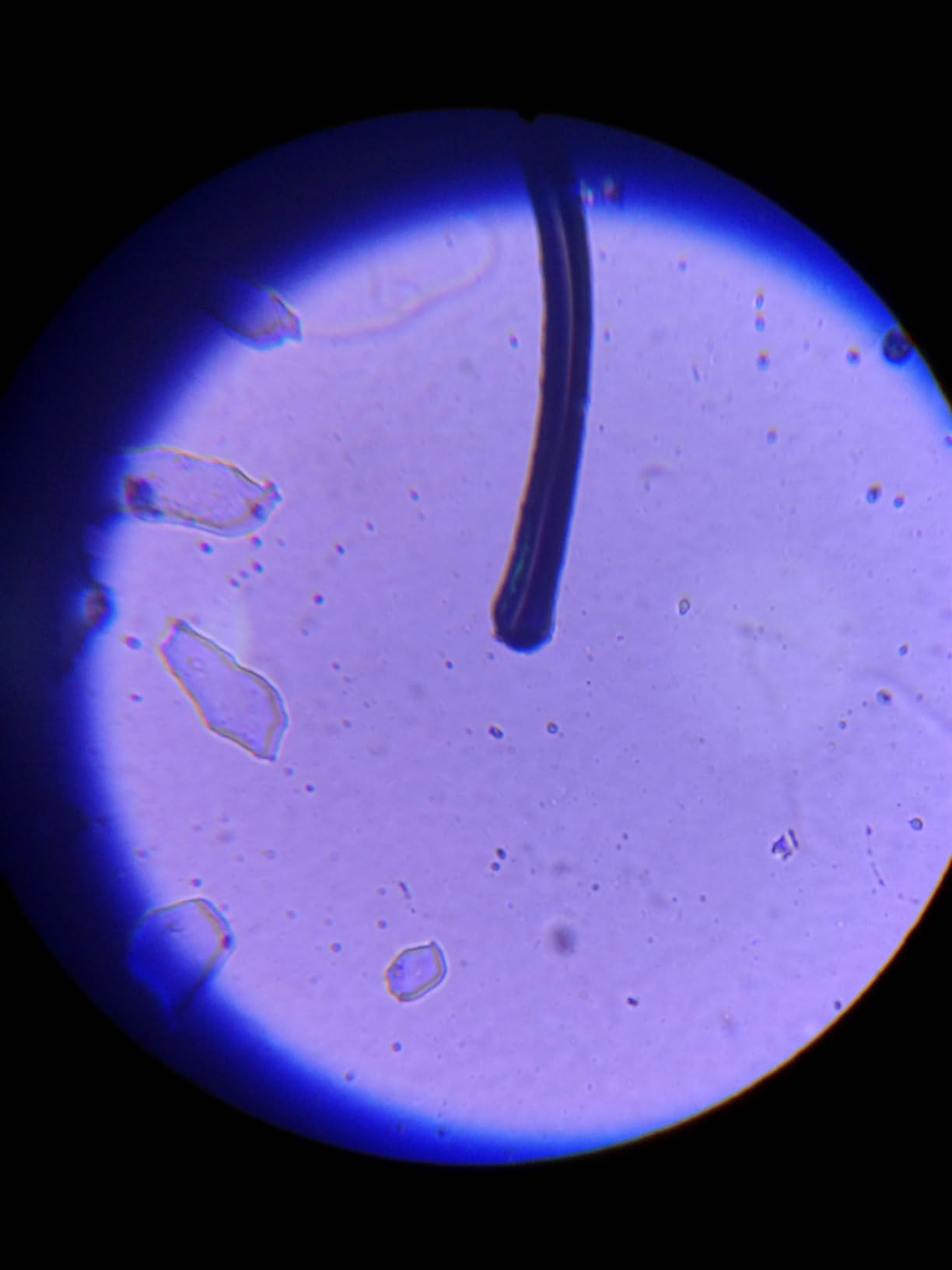 2000X Compound Microscope for Kids Adults: Microscope for Biology Education customer photo 2